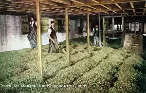 Cooling: Hops in Cooling Loft, Boughton-under-Blean, Kent