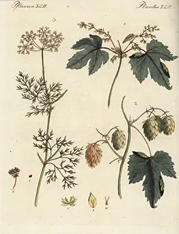Sativum: Hops and coriander