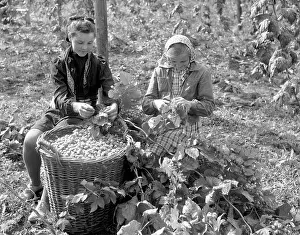 Ingredience: Hops harvest