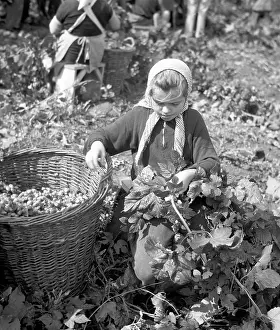Ingredience: Hops harvest