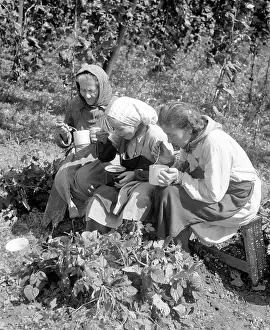 Ingredience: Hops harvest