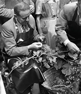 Ingredience: Hops harvest