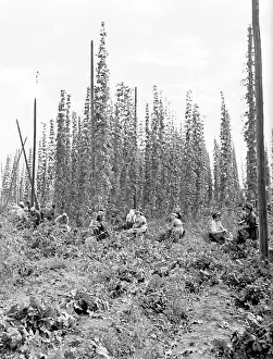 Depends: Hops harvest