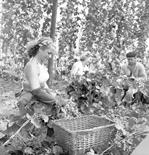 Depends: Hops harvest