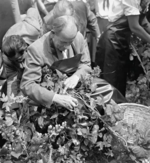 Plucking: Hops harvest - plucking