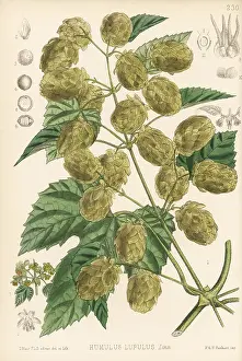 Humulus: Hops, Humulus lupulus