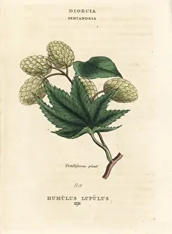 Humulus: Hops, Humulus lupulus
