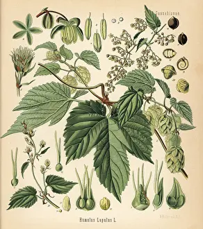 Humulus: Hops, Humulus lupulus