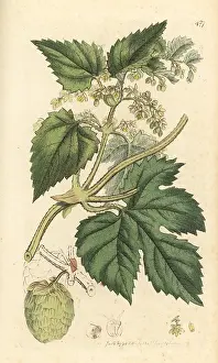 Humulus: Hops, Humulus lupulus