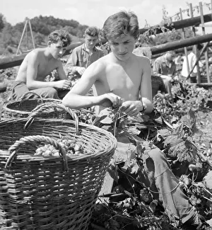 Ingredience: Hops picking - harvest - beer ingredience