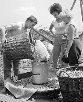 Saroch: Hops picking - harvest - beer ingredience