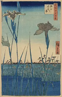 Horikiri: Horikiri iris garden