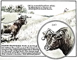 Bash: Horn Buffers for Cattle 1921