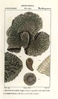 Polyphemus: Horn coral and extinct coral