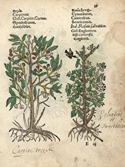Lonicer: Hornbeam, Carpinus species, and Eglantine rose, Rosa canina