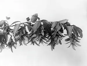 Hornbeam: HORNBEAM FRUIT