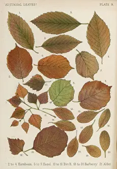 Hornbeam: HORNBEAM, HAZEL LEAVES
