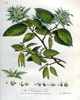Hornbeam: Hornbeam Tree