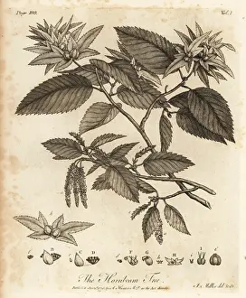 Arborist: Hornbeam tree, Carpinus betulus
