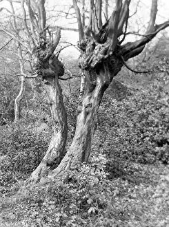 Carpinus: HORNBEAM TREES