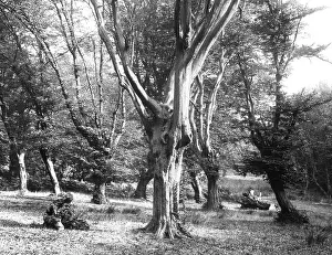 Hornbeam: HORNBEAM TREES