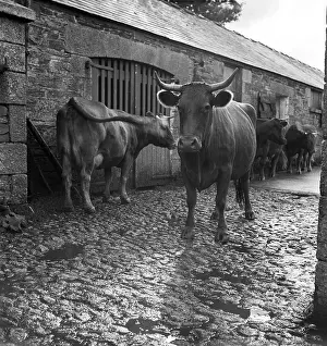 Outbuildings: Horned Cattle