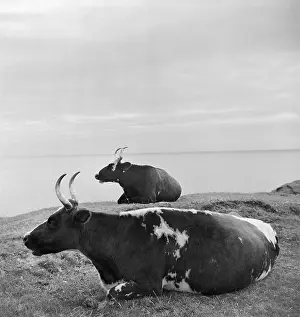Niton: Horned Cow