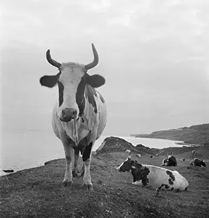 Niton: Horned Cow