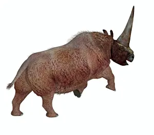 Rearing: A horned Elasmotherium rearing up, on white background