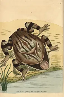 Cornuta: Horned frog, Ceratophrys cornuta