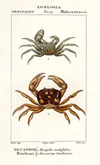 Mandrake: Horned ghost crab and zombie crab