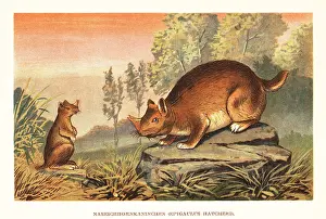 F. John: Horned gopher, Ceratogaulus hatcheri