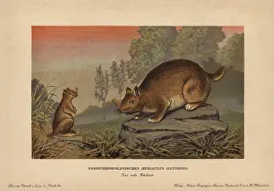 Gopher: Horned gopher, Ceratogaulus hatcheri, extinct