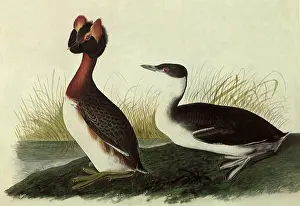 Podiceps: Horned Grebe