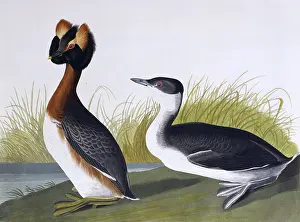 Cornutus: Horned Grebe, by John James Audubon