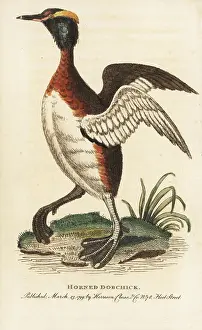 Auritus: Horned grebe, Podiceps auritus