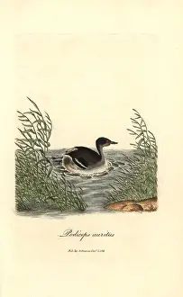 Podiceps: Horned grebe, Podiceps auritus