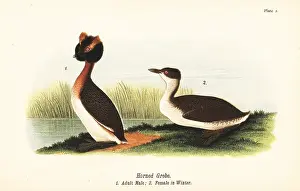 Podiceps: Horned grebe, Podiceps auritus