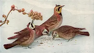 Pluck: Horned Larks