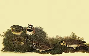 Lark: Horned Larks