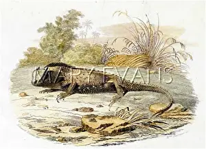 Reptilian: HORNED LIZARD