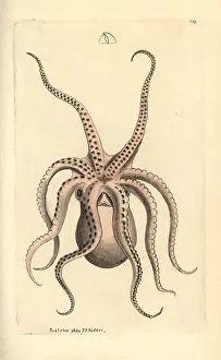 Cirrhosa: Horned octopus, Eledone cirrhosa