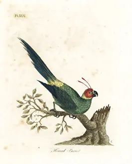 Cornutus: Horned parakeet, Eunymphicus cornutus. Vulnerable