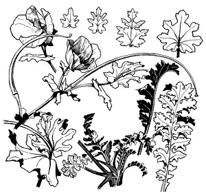 Midgley: Horned Poppy