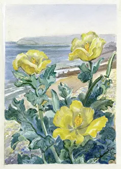 Eileen: Horned Poppy