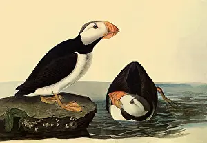 Swims: Horned Puffins