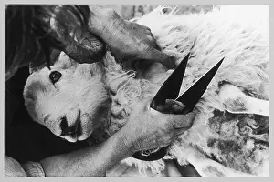 Shearing: HORNED RAM IS SHEARED