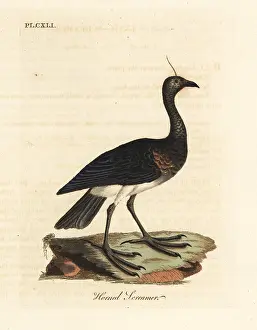 Cornuta: Horned screamer, Anhima cornuta