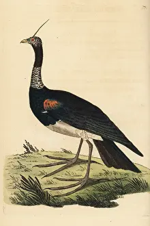 Cornuta: Horned screamer, Anhima cornuta