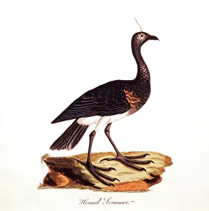 Screamer: Horned Screamer - Bird - Animal
